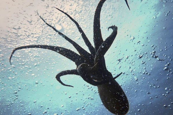 Kraken сайт tor