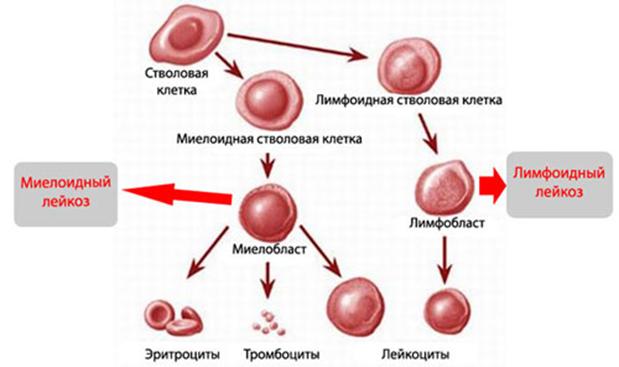 Где найти рабочую ссылку на кракен